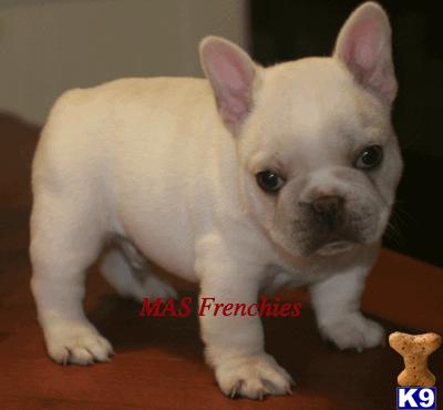 French Bulldog Puppies
