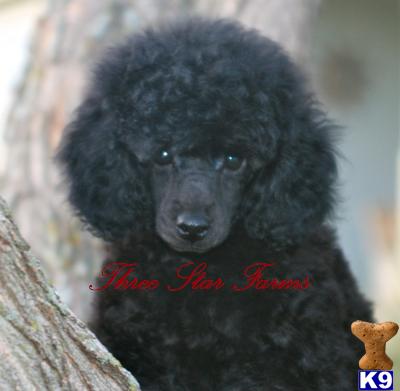 Poodle Puppies