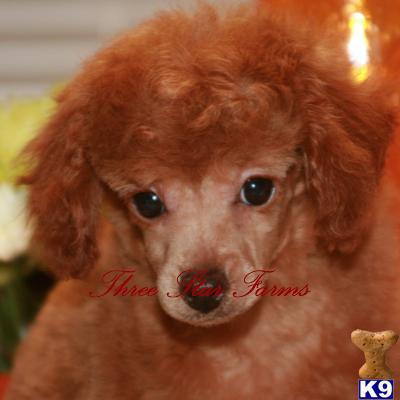 Poodle Puppies