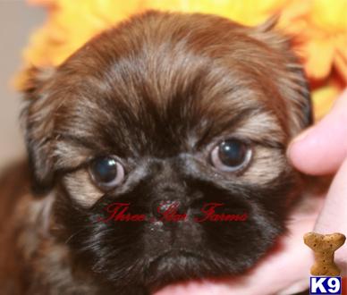 Shih+tzu+puppies+for+sale+in+texas