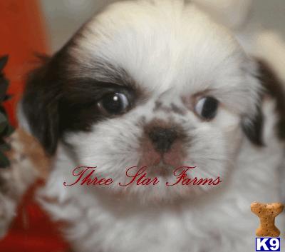 Shih Tzu Puppies