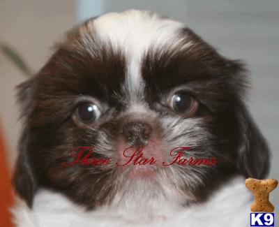 Shih Tzu Puppies