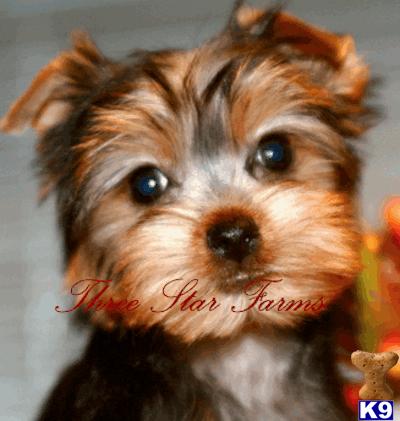 Yorkshire Terrier Puppies