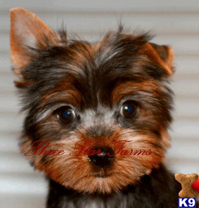 Yorkshire Terrier Puppies