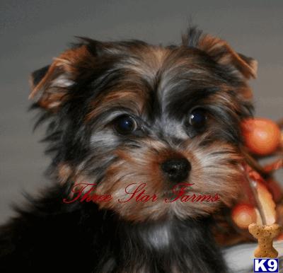 Yorkshire Terrier Puppies
