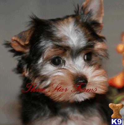 Yorkshire Terrier Puppies