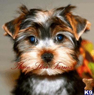 Yorkshire Terrier Puppies