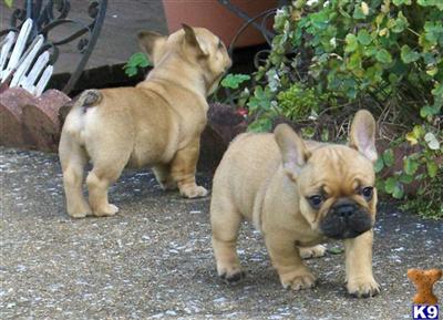 Puppies in TN