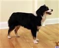 Miniature Australian Shepherd