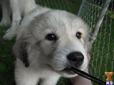 Great Pyrenees Puppies for Sale