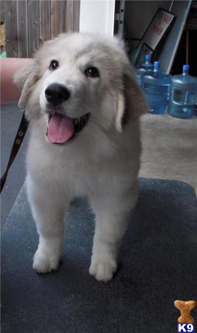 Great Pyrenees Puppies for Sale