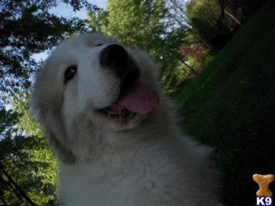 Great Pyrenees Puppies