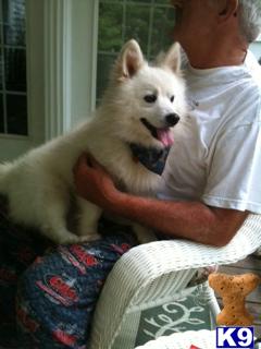 Stud Dogs - American Eskimo Dog