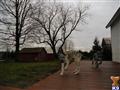 Irish Wolfhound