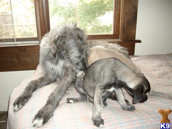 Irish Wolfhound Puppies
