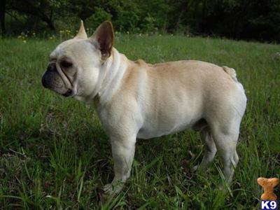 Stud Dogs - French Bulldog