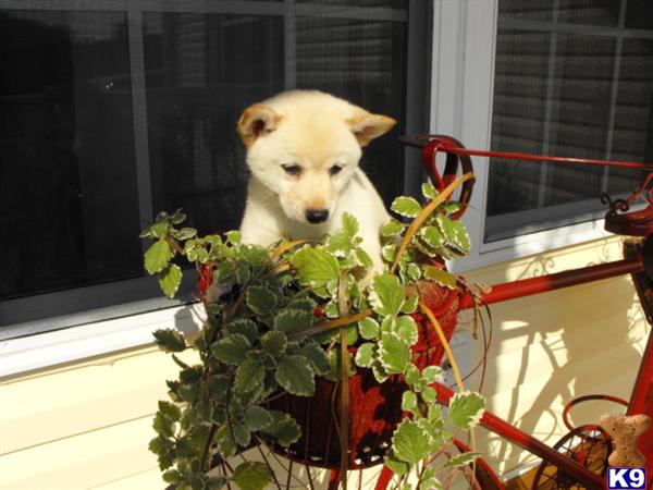 Shiba Inu Puppies