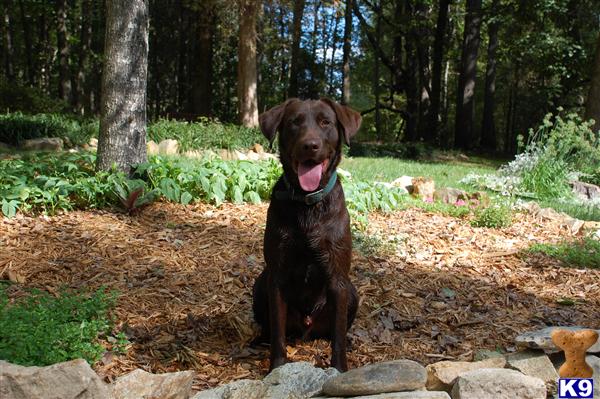 Stud Dogs in NC