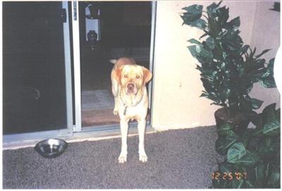 Labrador Retriever Puppies in FL