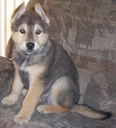 Dogs - Siberian Husky