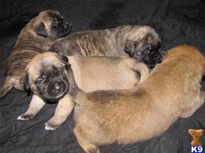 Puppies in AZ