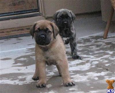 Puppies in AZ