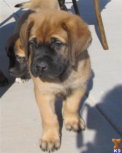 Mastiff Puppies for Sale