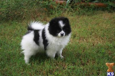 Pomeranian Puppies in FL