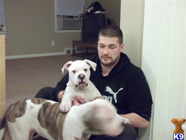 American Bulldog Puppies in MI