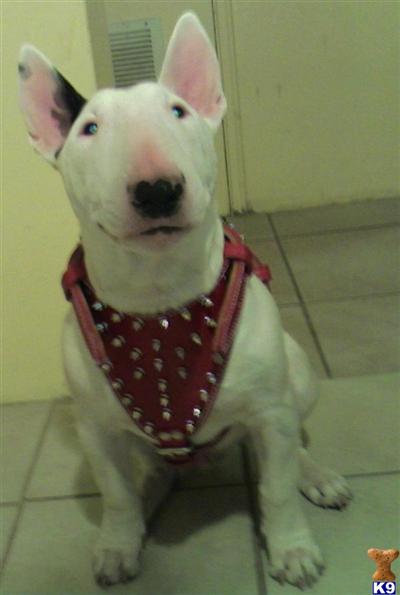 Stud Dogs - Bull Terrier