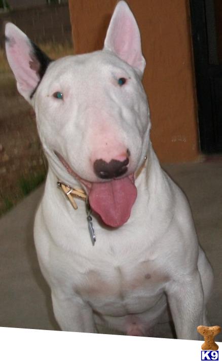 Stud Dogs - Bull Terrier