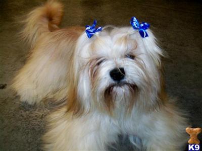 Stud Dogs - Lhasa Apso apso lhasa dog. Stud Dogs - Lhasa Apso
