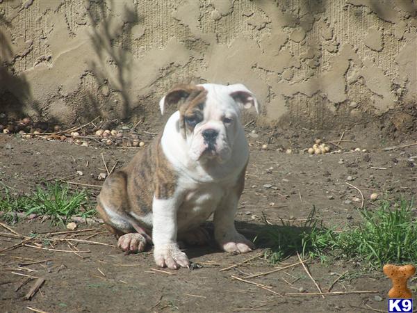 Puppies in Ceres