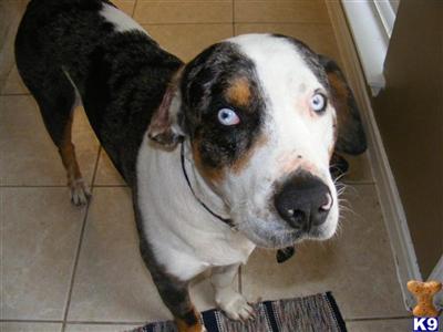 Stud Dogs - Catahoula