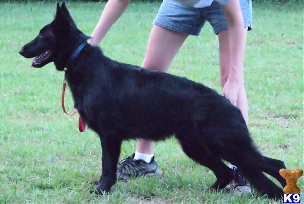 Dogs for Sale in AL