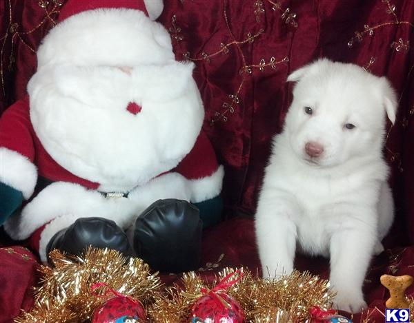 Puppies in NE