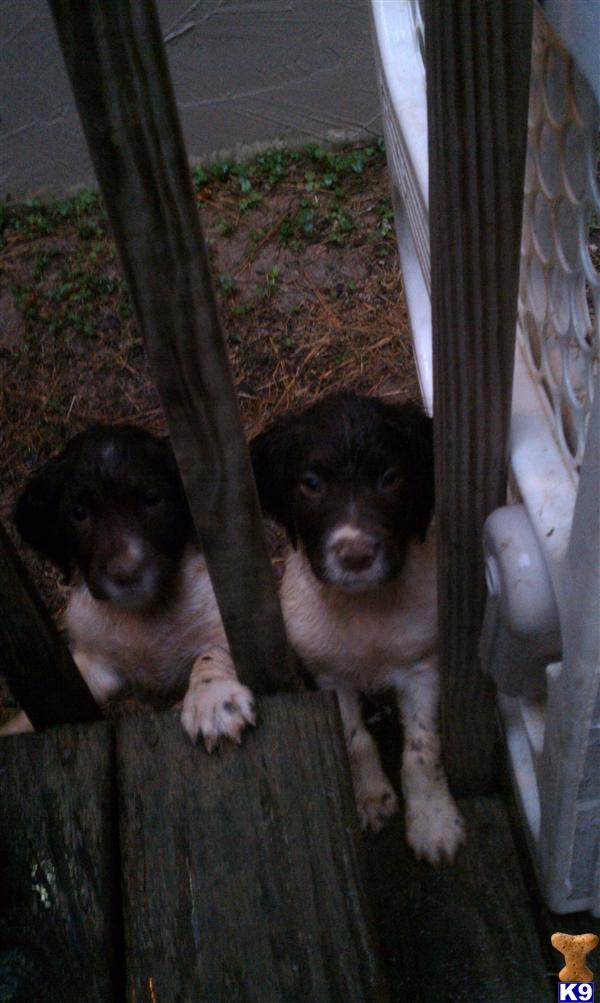 Puppies in Powder springs