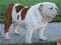 Bulldog
