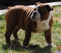Bulldog