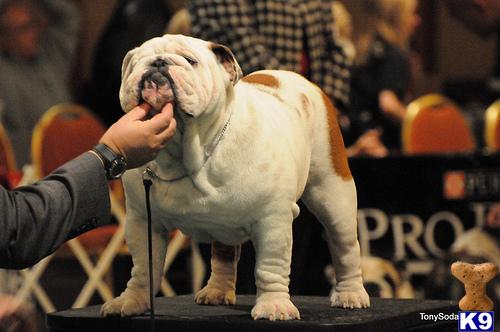 Stud Dogs - Bulldog