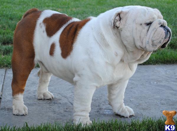 Bulldog Puppies