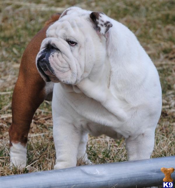 Stud Dogs - Bulldog