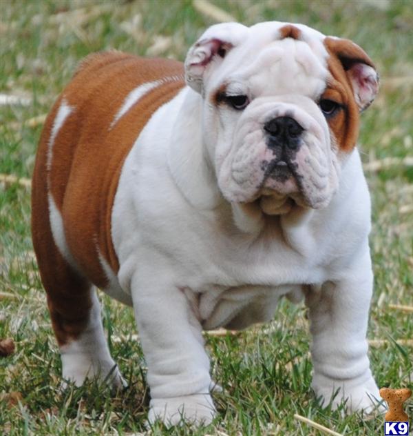 Puppies in OR