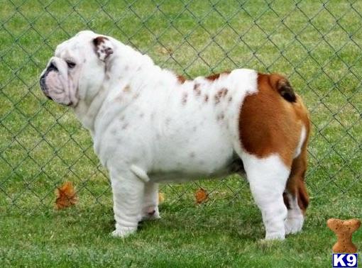 Stud Dogs - English Bulldog