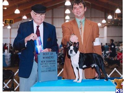 Stud Dogs - Boston Terrier
