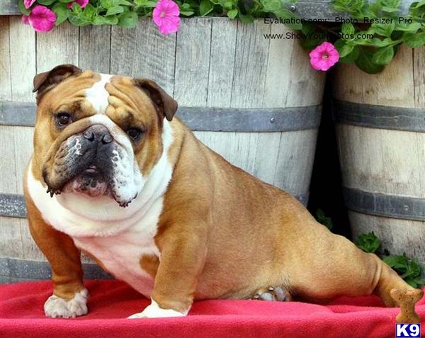 Stud Dogs - Bulldog