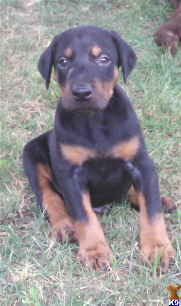 doberman puppies for sale in mo doberman pinscher puppy for sale doberman puppies 4 years doberman puppies for sale in mo doberman pinscher puppy for sale doberman puppies 4 years