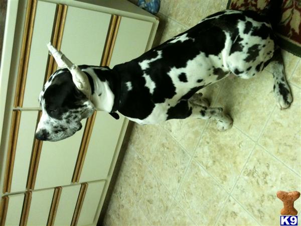 Stud Dogs - Great Dane
