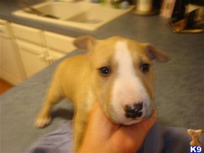 Bull Terrier Puppies in TX