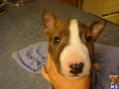Bull Terrier Puppies in TX
